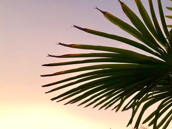 Low angle view of palm tree against sky