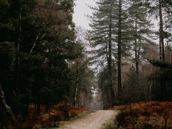 Dirt road amidst trees in forest