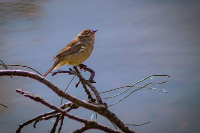 Small bird on branch over the lake - pequeno pássaro em ramo sobre o lago.