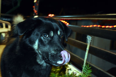 Close-up portrait of dog