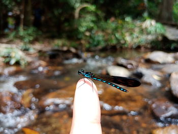 Close-up of dragonfly