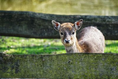 Portrait of deer on field