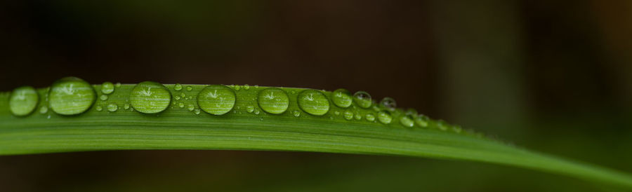 Close-up of wet green leaves on plant