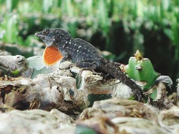 Close-up of lizard