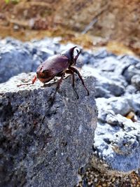 Close-up of insect on rock