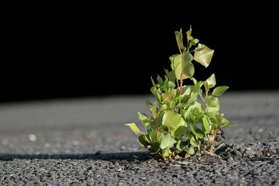 Close-up of plant by road
