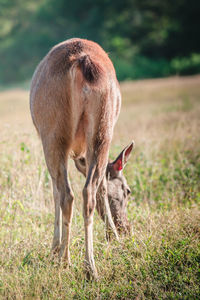 Close-up of deer grazing on field