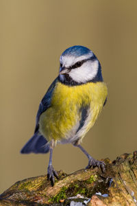 Close-up of bird perching on branch