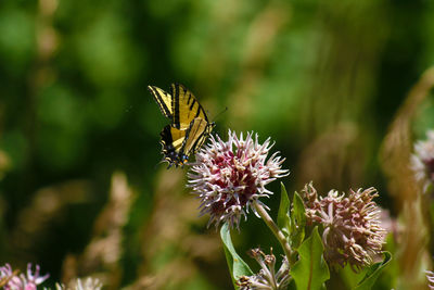 Close-up of butterfly pollinating on flower