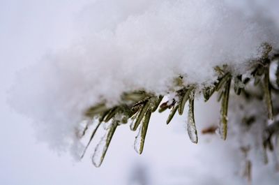 Close-up of plant against blurred background