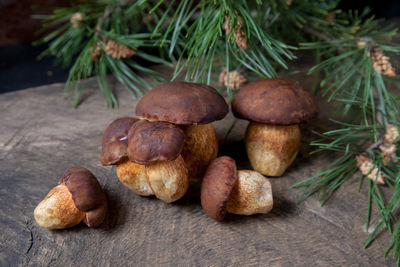 Close-up of mushrooms growing on tree trunk