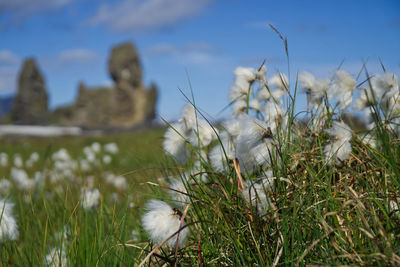 Close-up of a bird on grass