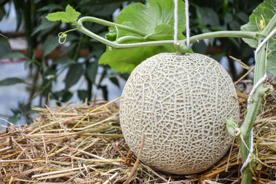 Close-up of fruit growing on land