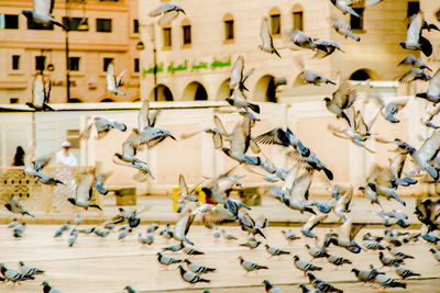 Close-up of birds flying