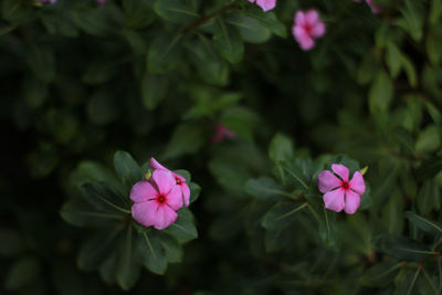 Close-up of pink flowering plant
