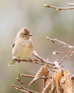 Close-up of bird perching on branch