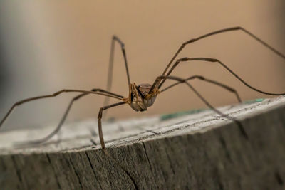 Close-up of spider on tree stump