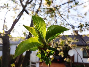 Close-up of leaves on tree against sky