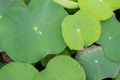 Close-up of lotus water lily leaves