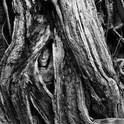 Close-up of tree trunk