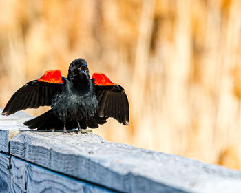 Close-up of bird perching on wood