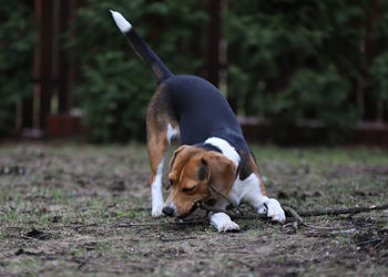 Dog looking away, beagle