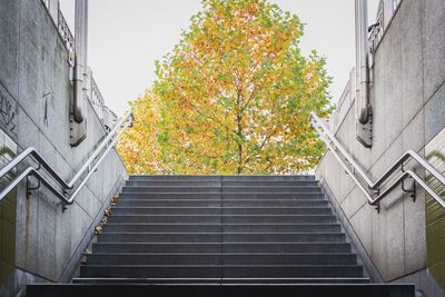 Steps amidst trees against sky
