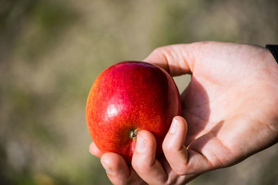 Close-up of hand holding apple