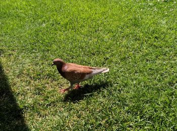 High angle view of bird on field