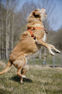 Dog running in a field