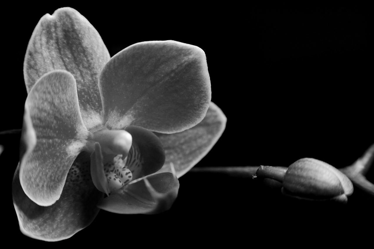 CLOSE-UP OF FLOWER OVER BLACK BACKGROUND