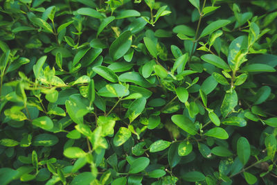 Full frame shot of fresh green plants