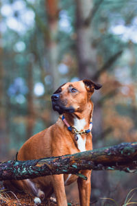 Dog looking away
