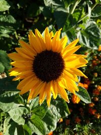 Close-up of sunflower