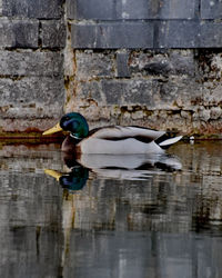 View of mallard duck swimming in lake