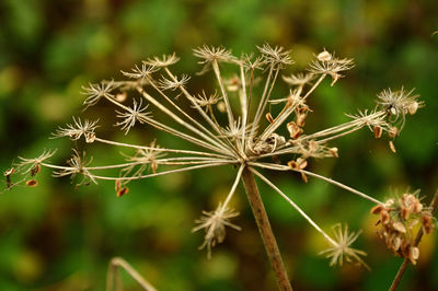 Close-up of plant