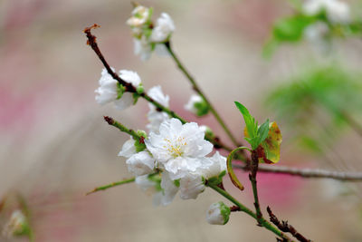 Close-up of white cherry blossom tree