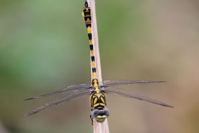 Close-up of dragonfly