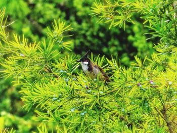 Close-up of bird perching on plant