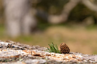 A solitary isolated conifer pine cone in a natural woodland environment.