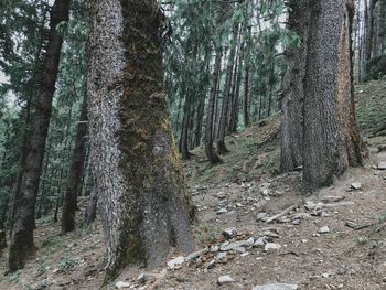 View of trees in forest