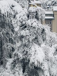 Snow covered houses by trees