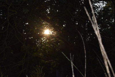 Low angle view of trees in forest