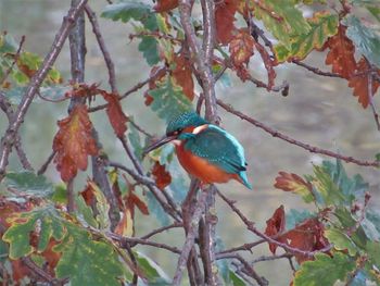 Bird perching on tree