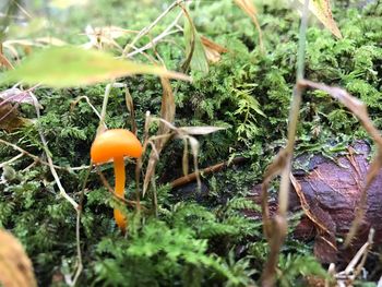 Close-up of mushroom