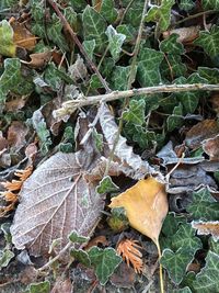 Full frame shot of wet ivy on tree