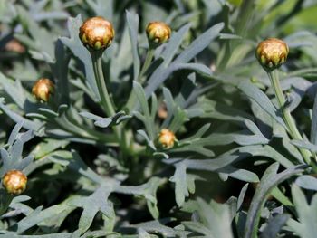 Close-up of flowers