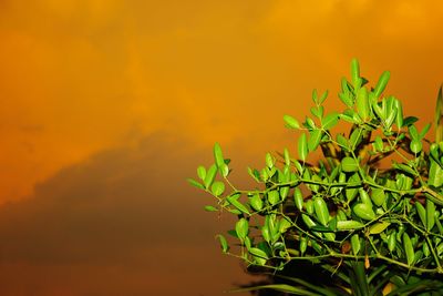 Close-up of plant against orange sky