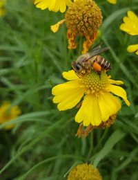 Honey bee on yellow flower