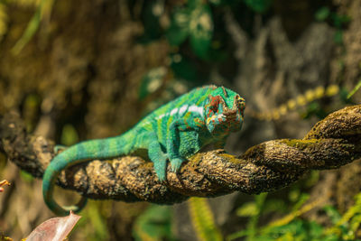 Chameleon in saint petersburg oceanarium, russia